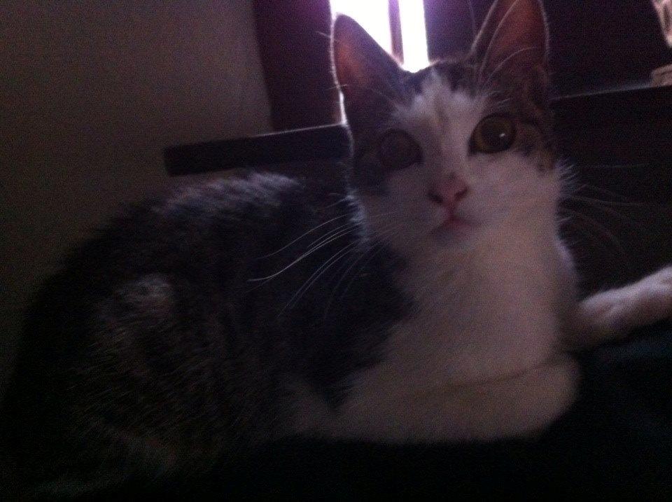 Huskat Cleo *død* billede 1