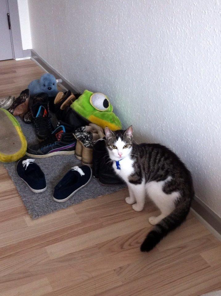 Huskat Cleo *død* billede 2