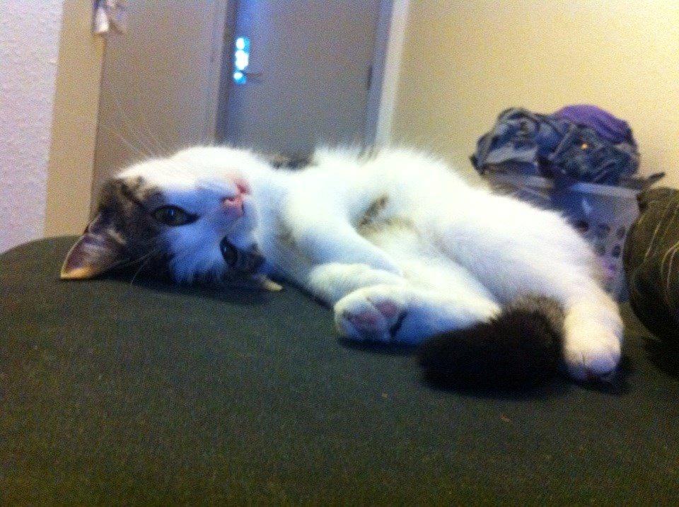 Huskat Cleo *død* billede 3