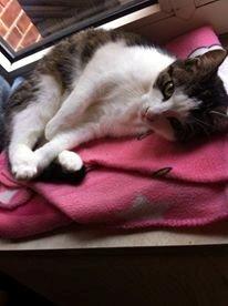 Huskat Cleo *død* billede 4