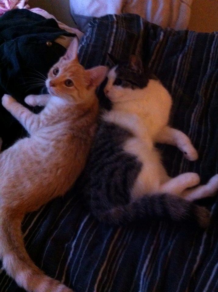 Huskat Cleo *død* billede 5