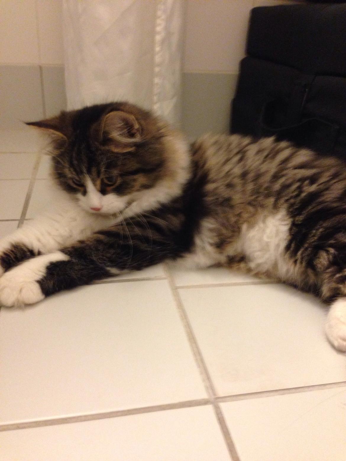 Sibirisk Kat Deirs Hawkeye, Tarzan billede 1