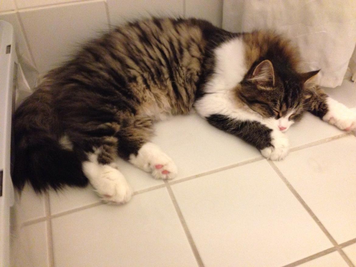 Sibirisk Kat Deirs Hawkeye, Tarzan billede 2