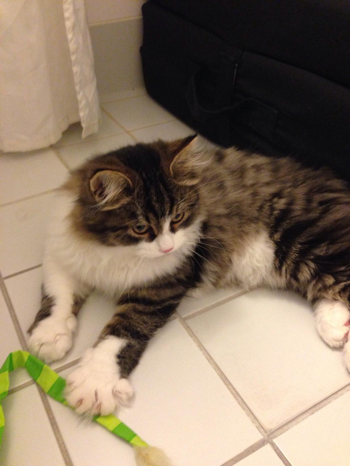 Sibirisk Kat Deirs Hawkeye, Tarzan billede 3