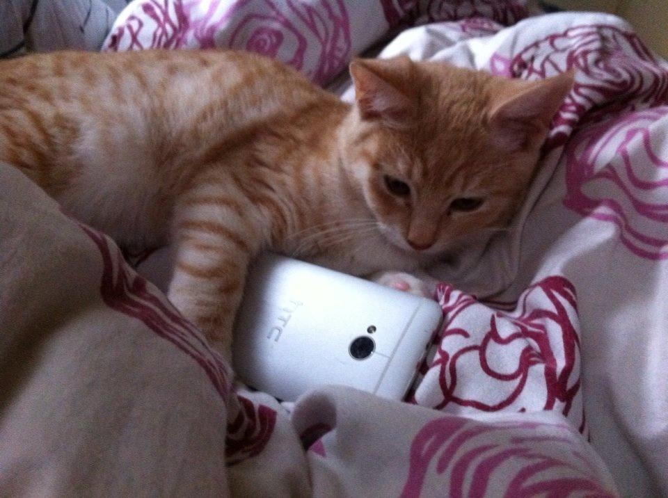 Huskat Zeus billede 1