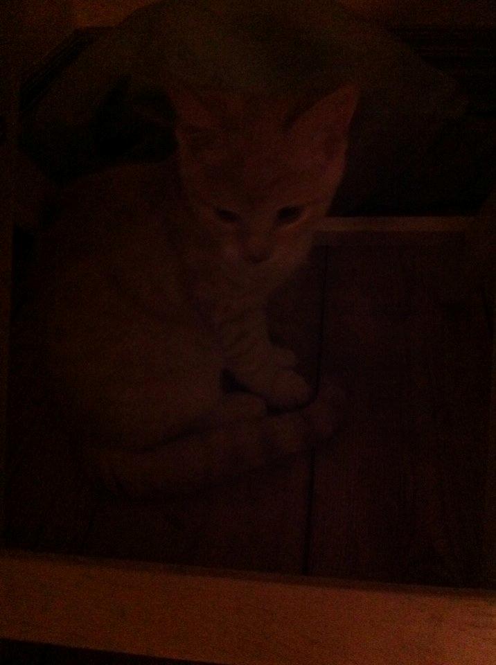 Huskat Zeus billede 2