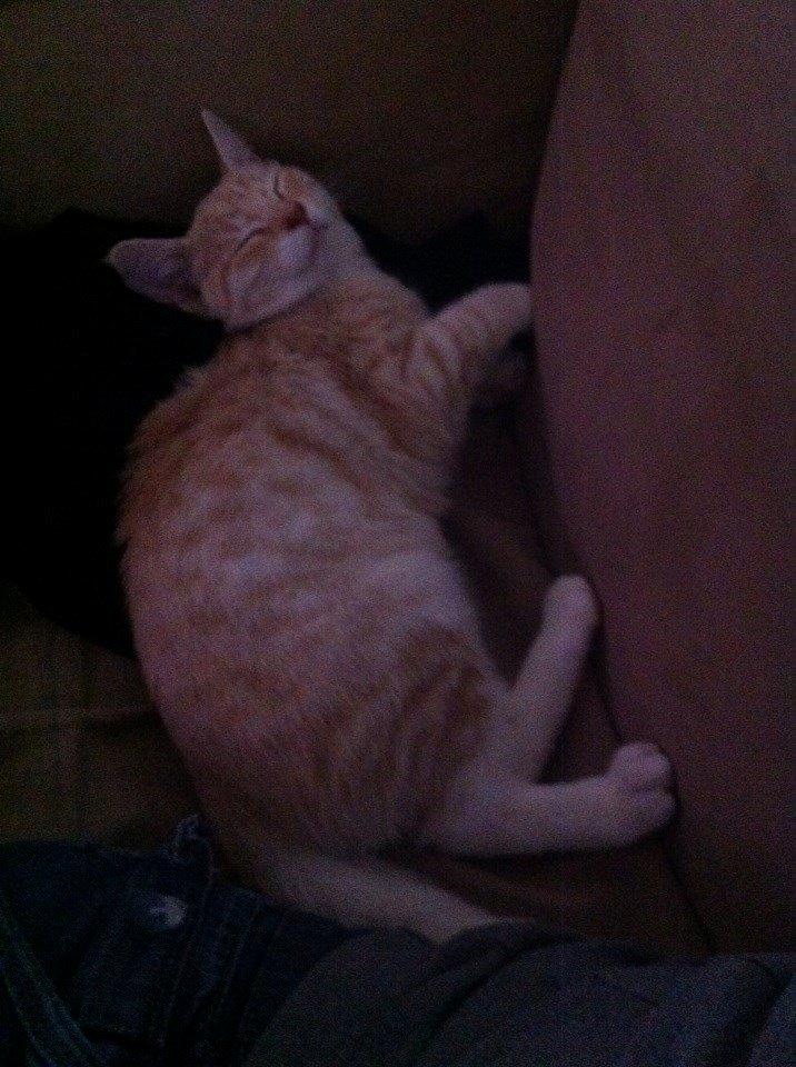 Huskat Zeus billede 3