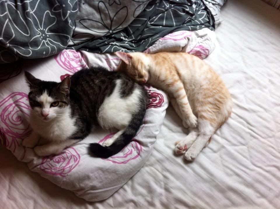 Huskat Zeus billede 4