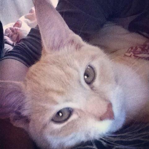 Huskat Zeus billede 5