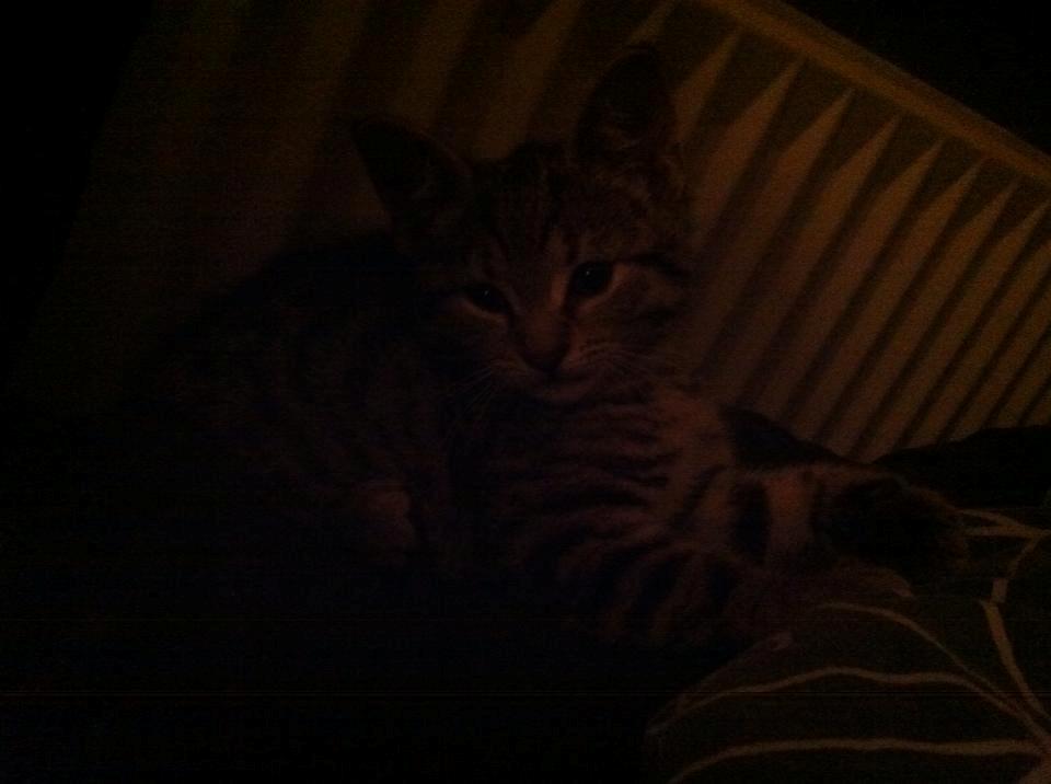 Huskat Nala - puttemis. billede 5