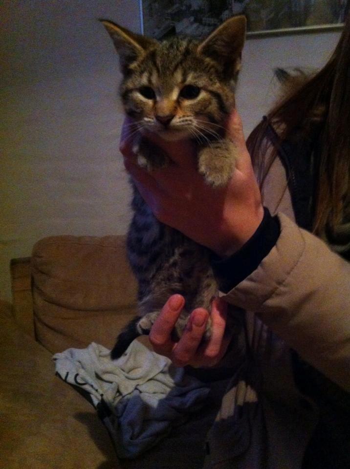 Huskat Nala - Lille Nala. billede 7