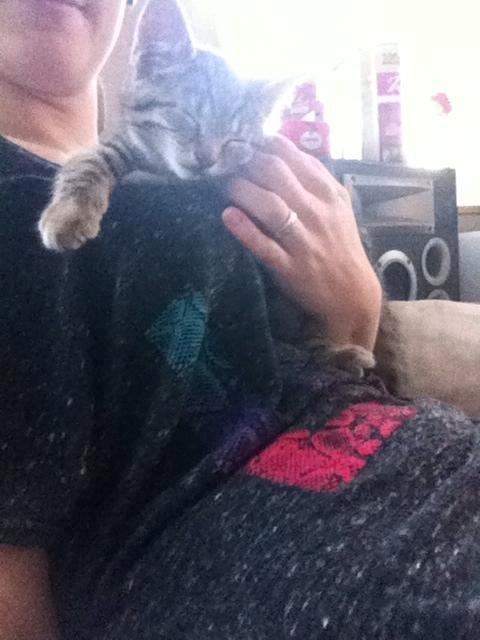 Huskat Nala - Puttemis. billede 4