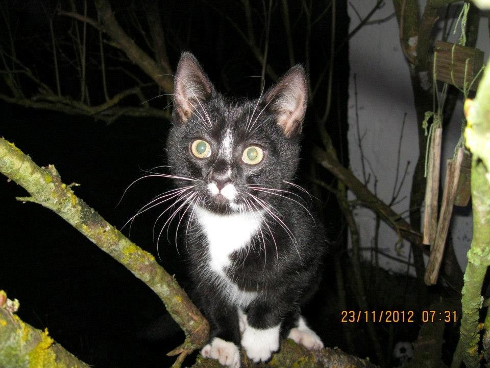 Huskat Larsen - Velkommen til S.P med larsen , min lille/kæmpe skiderik .. håber i ville læse og se alt --.. billede 2