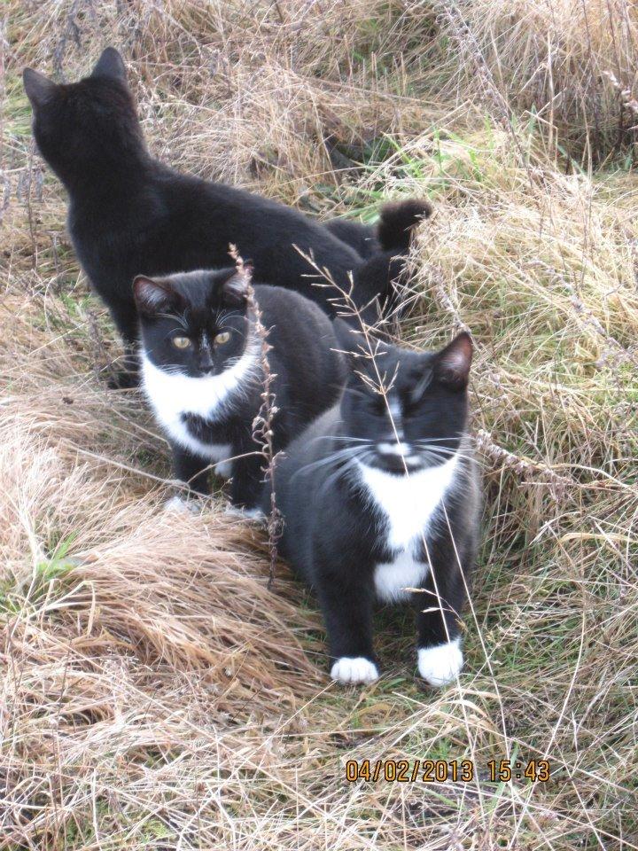 Huskat Snefnug billede 1