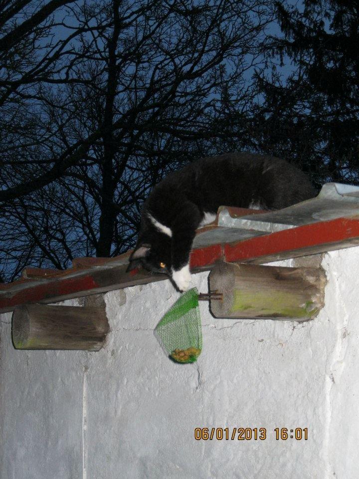 Huskat Snefnug billede 2