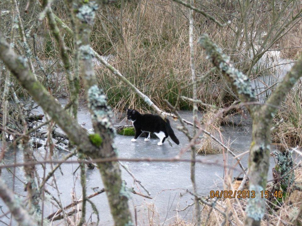 Huskat Snefnug billede 3