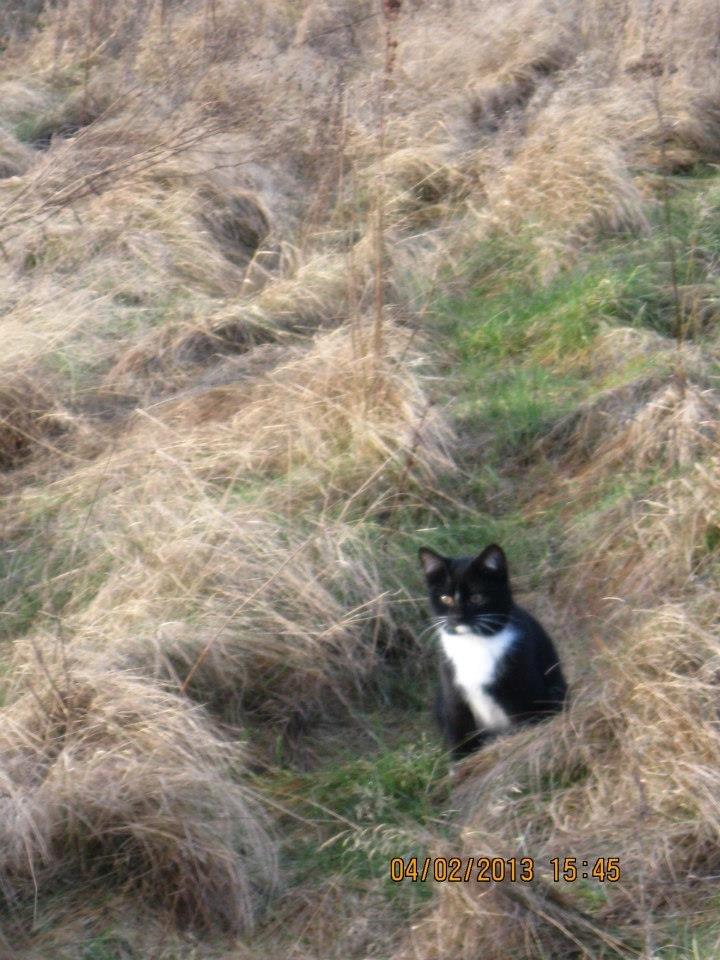 Huskat Snefnug billede 4