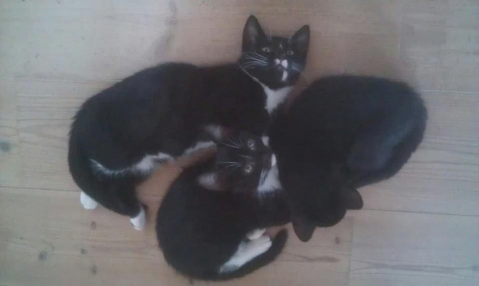 Huskat Snefnug billede 5