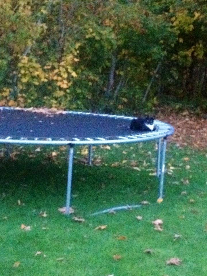 Huskat Snefnug billede 6