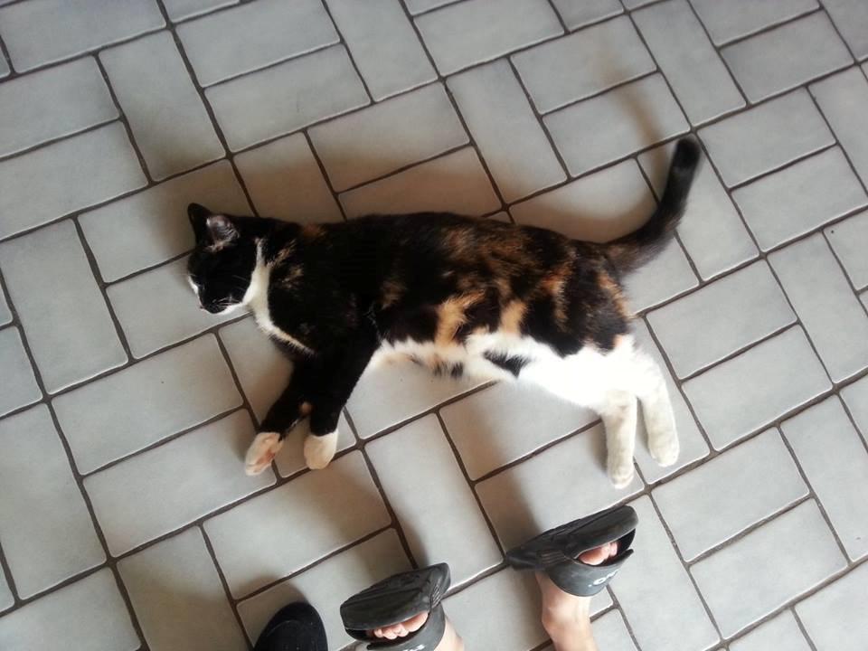 Huskat Putte - det der med gulv varme dejligt billede 1