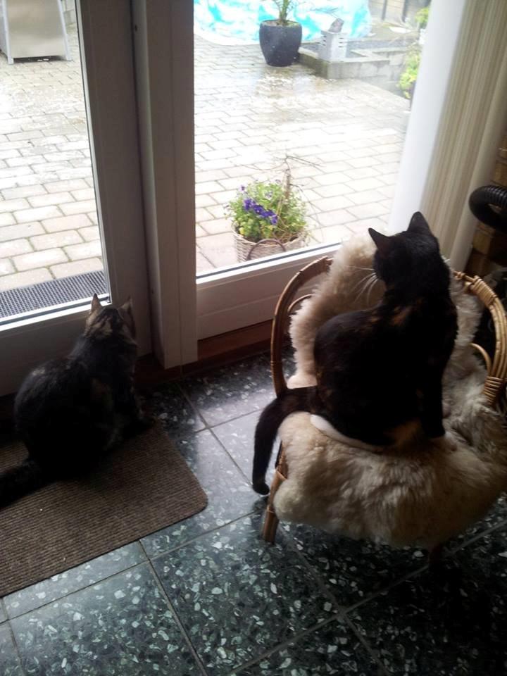 Huskat Putte - vil gerne ud billede 2