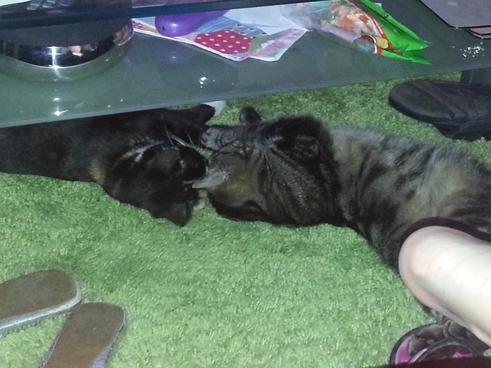 Huskat Putte - mig og min bror  billede 3