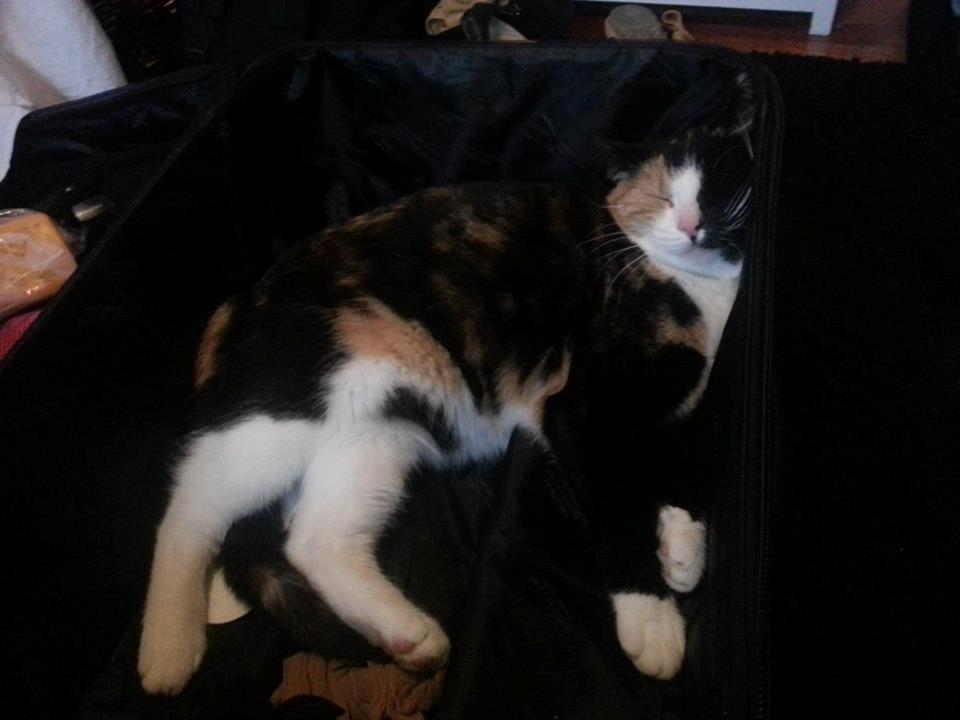 Huskat Putte - her ligger man sku godt billede 4