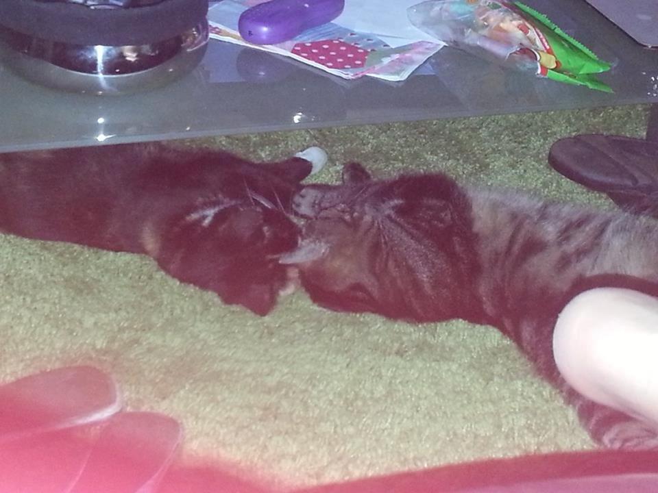 Huskat Putte - hygger lidt billede 6