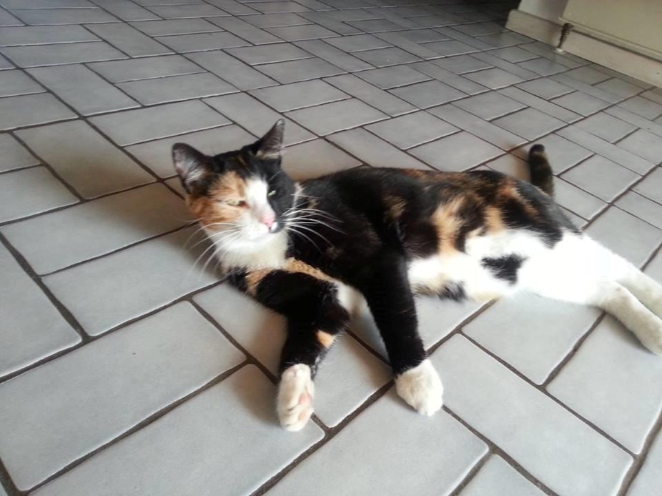 Huskat Putte - er for doven! billede 7