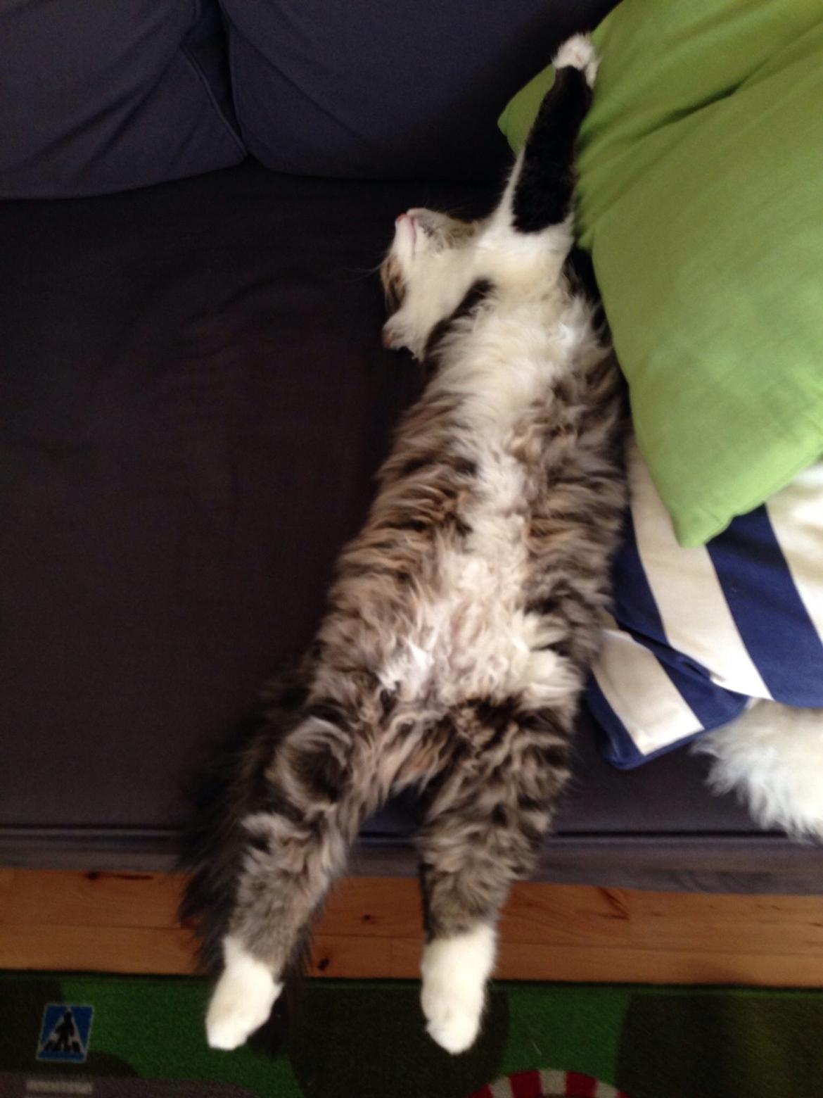 Sibirisk Kat Deirs Hawkeye, Tarzan billede 5