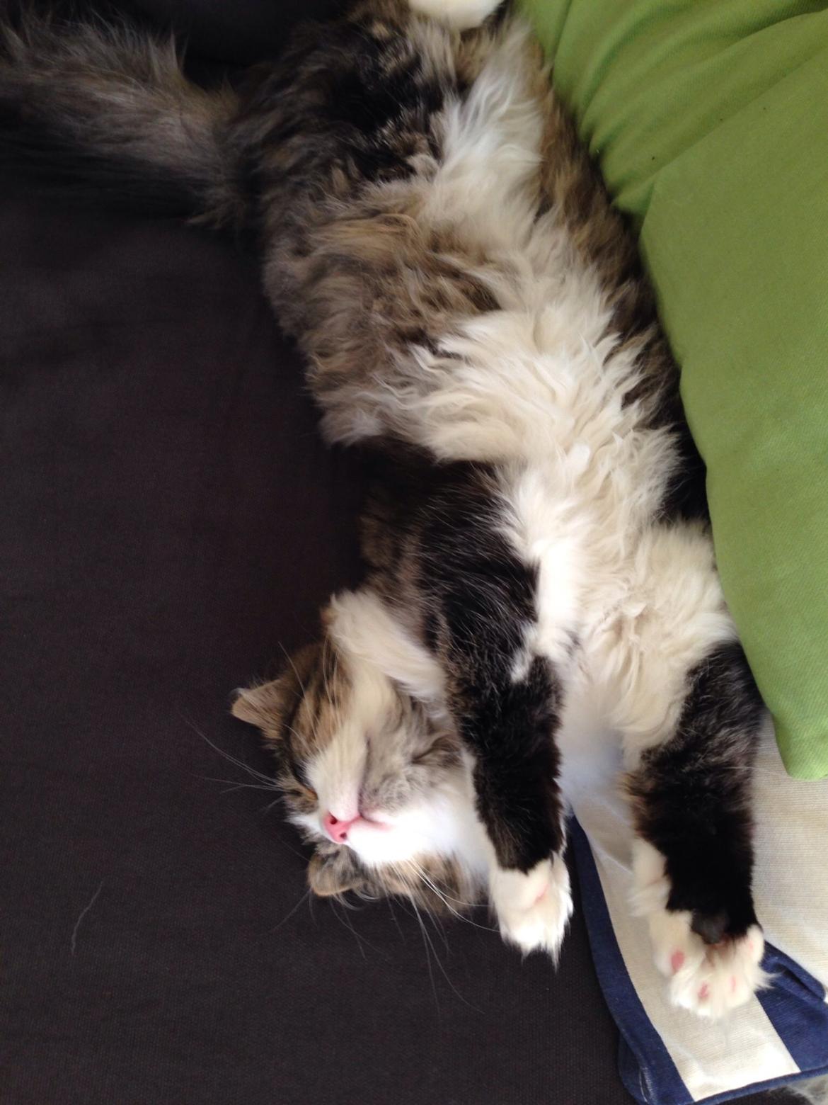 Sibirisk Kat Deirs Hawkeye, Tarzan billede 6