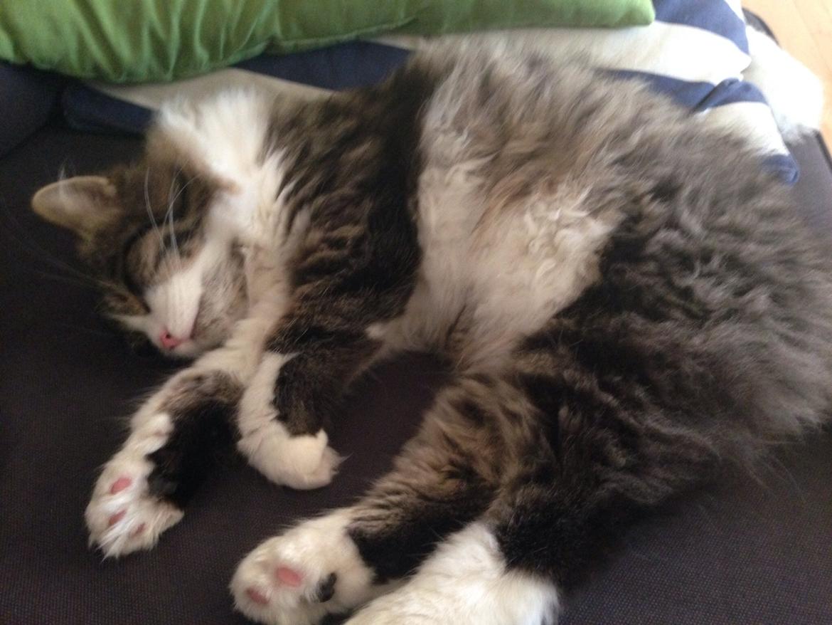 Sibirisk Kat Deirs Hawkeye, Tarzan billede 7