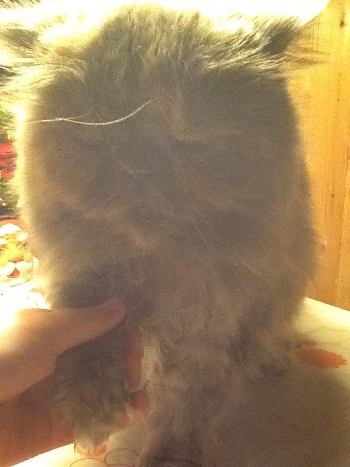 Perser Lillefix billede 1