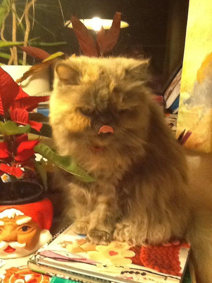 Perser Lillefix billede 2