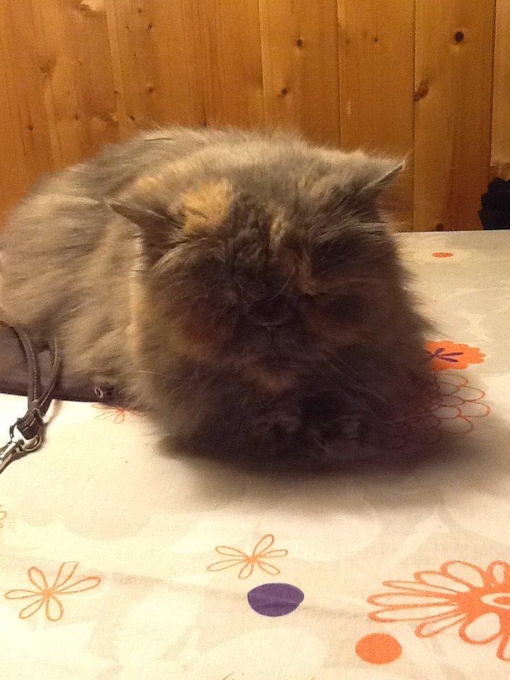 Perser Lillefix billede 3