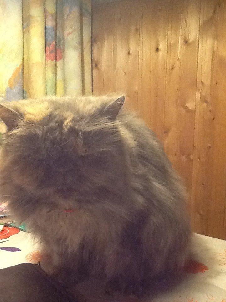 Perser Lillefix billede 4