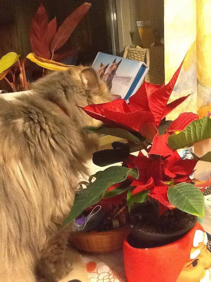 Perser Lillefix billede 5