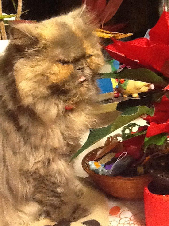 Perser Lillefix billede 6