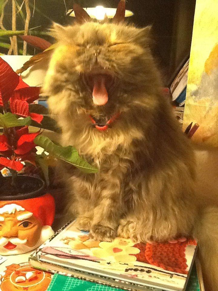 Perser Lillefix billede 7