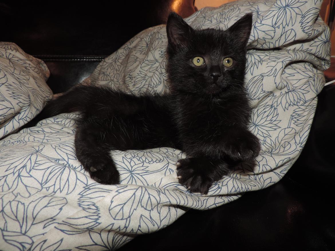 Huskat Mis billede 1