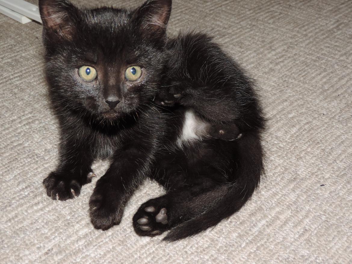 Huskat Mis billede 2