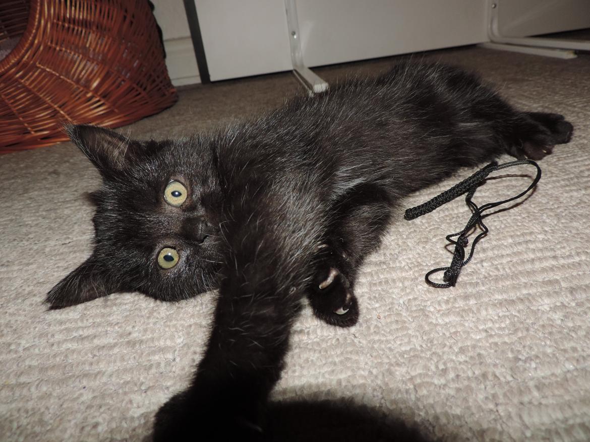 Huskat Mis billede 3