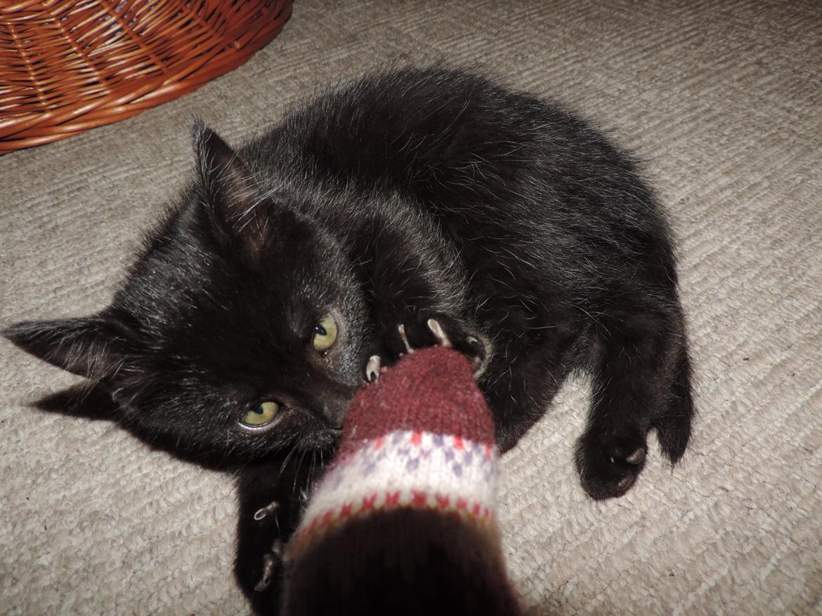 Huskat Mis billede 4