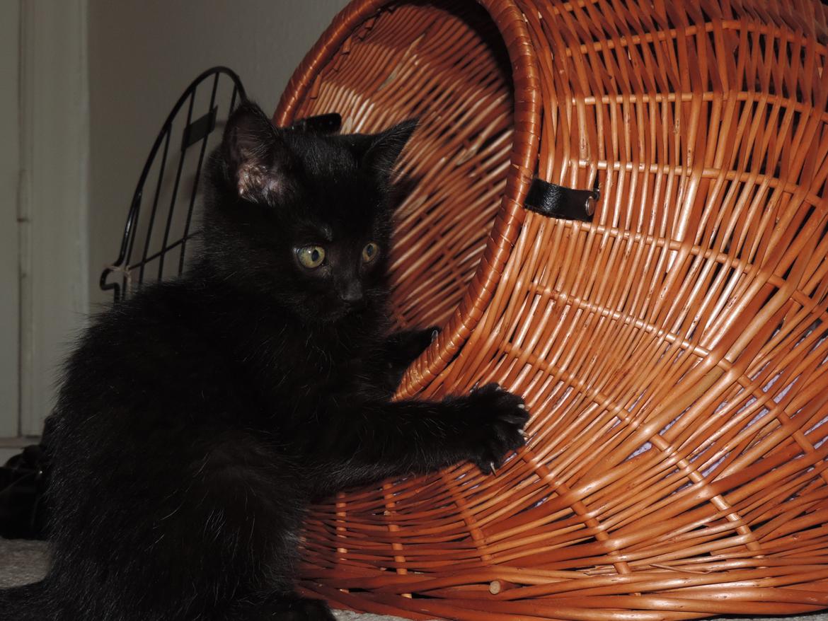 Huskat Mis billede 5