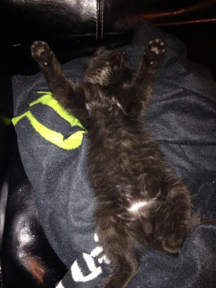 Huskat Mis billede 6