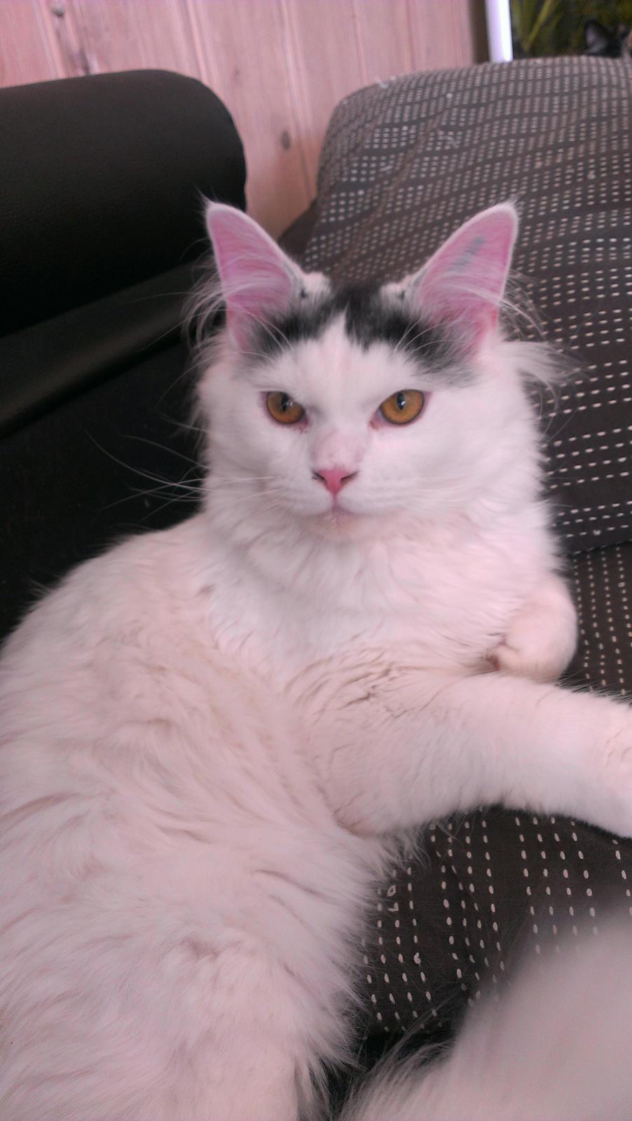 Blanding af racer Elvis billede 19