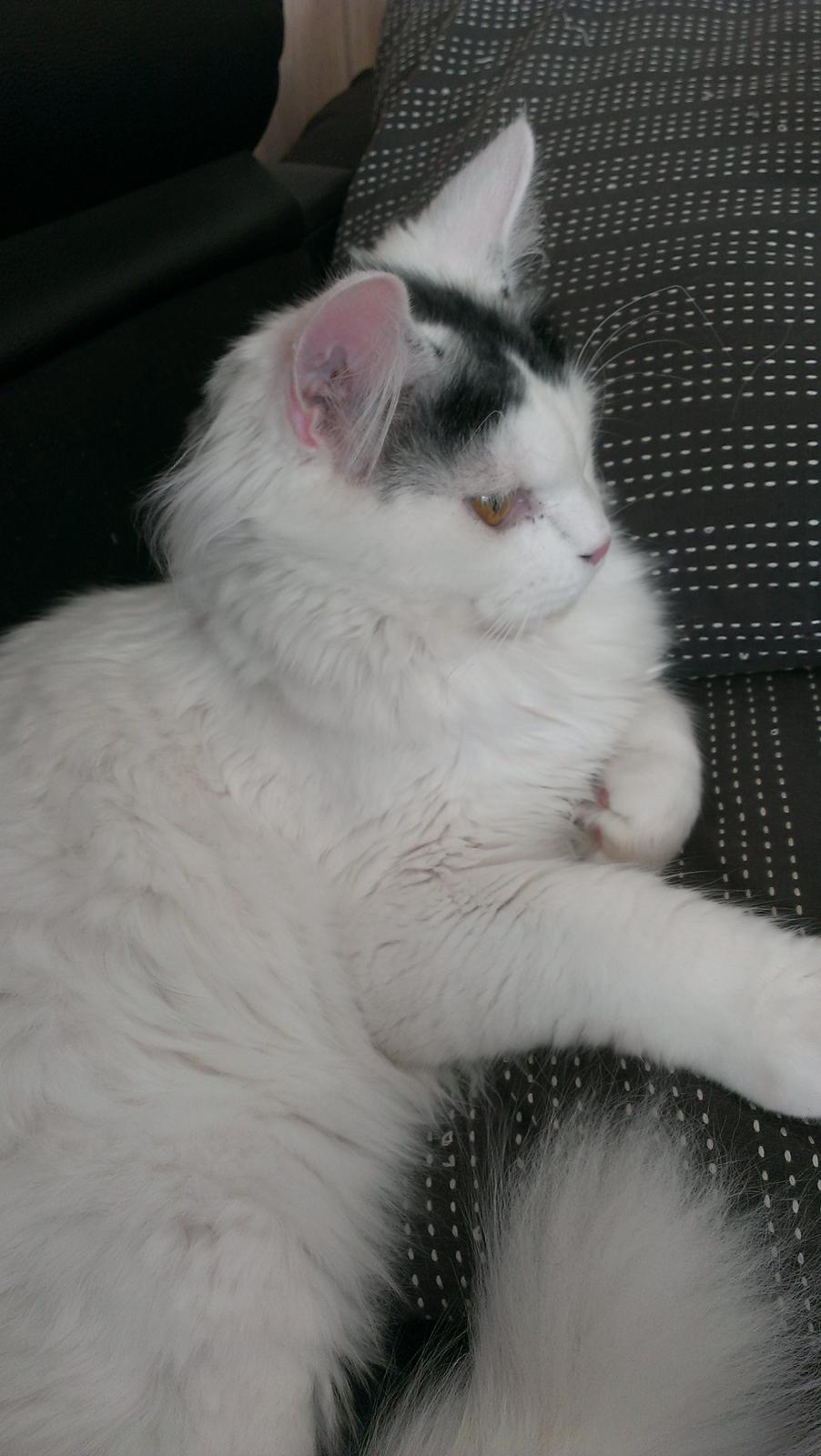 Blanding af racer Elvis billede 20