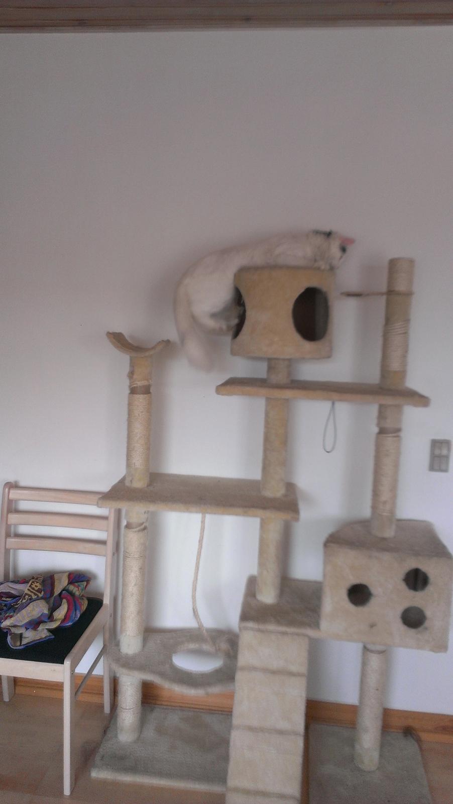 Blanding af racer Elvis - Det viser bare hvor klodset han er! billede 21