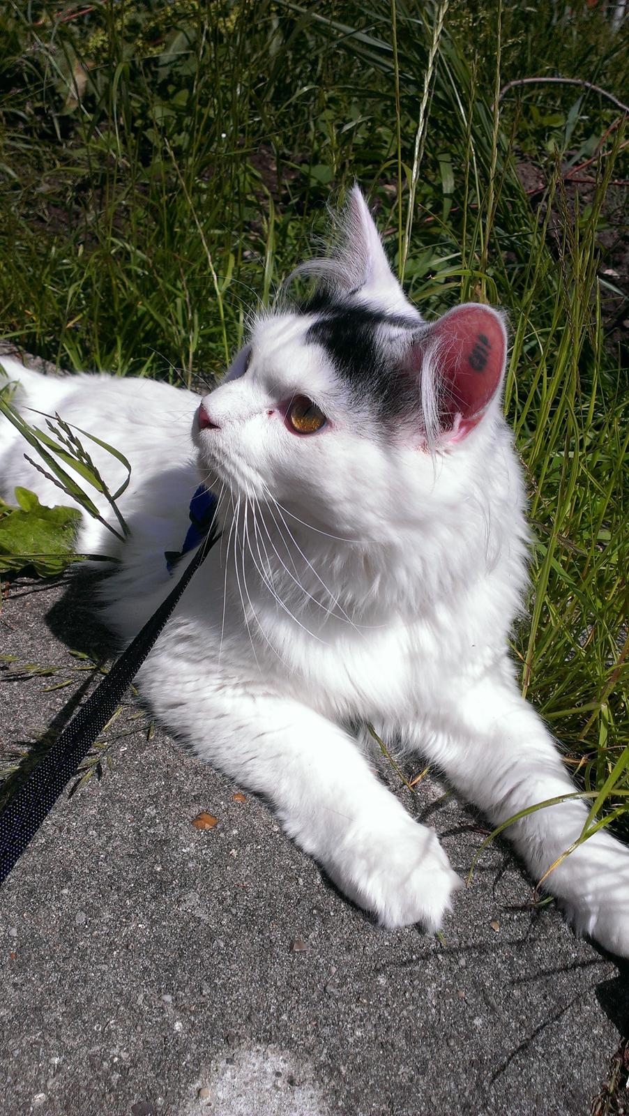 Blanding af racer Elvis billede 22