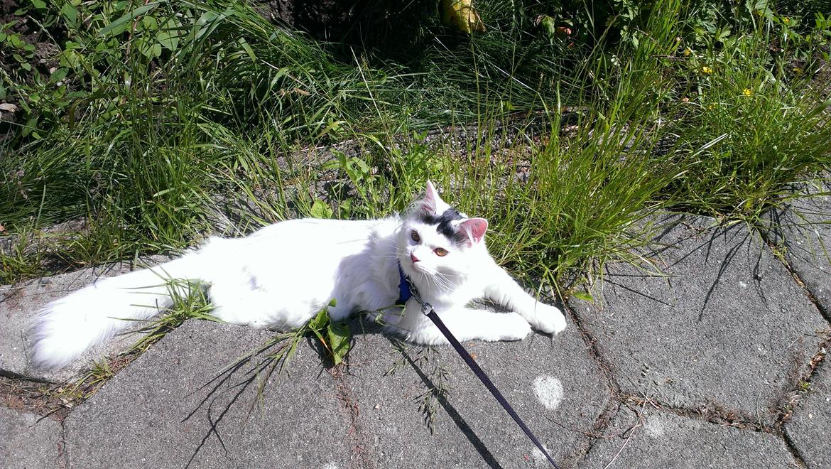 Blanding af racer Elvis billede 23